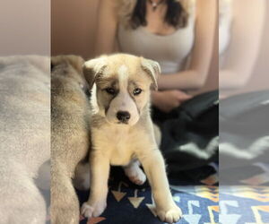 Labrador Retriever-Unknown Mix Dogs for adoption in San Diego, CA, USA