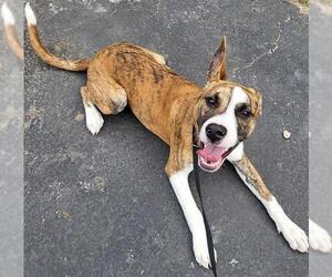 Mutt Dogs for adoption in San Antonio, TX, USA