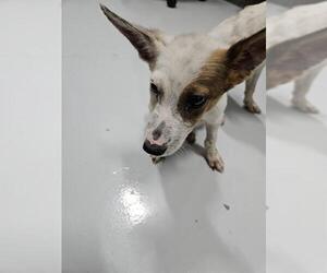 Mutt Dogs for adoption in Temple, TX, USA