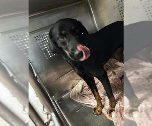 Labrador Retriever-Unknown Mix Dogs for adoption in Waco, TX, USA