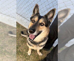 German Shepherd Dog Dogs for adoption in Riverside, CA, USA