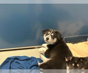 Border Collie-Siberian Husky Mix Dogs for adoption in Grasswood, Saskatchewan, Canada