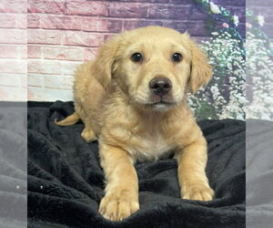 Medium Photo #1 Golden Retriever-Unknown Mix Puppy For Sale in Lakewood, CO, USA