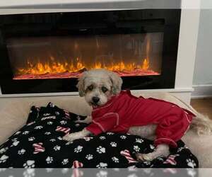 Shih Tzu-Unknown Mix Dogs for adoption in Lewistown, PA, USA