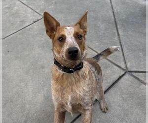Mutt Dogs for adoption in Martinez, CA, USA