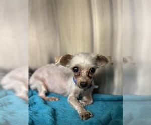 Maltese-Unknown Mix Dogs for adoption in Center Township, PA, USA