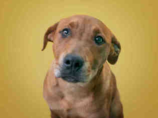 Medium Photo #1 Rhodesian Ridgeback-Unknown Mix Puppy For Sale in Norfolk, VA, USA
