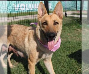German Shepherd Dog-Unknown Mix Dogs for adoption in San Antonio, TX, USA