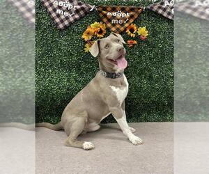 American Pit Bull Terrier-Unknown Mix Dogs for adoption in Grasswood, Saskatchewan, Canada