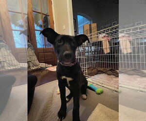 Labrador Retriever-Unknown Mix Dogs for adoption in Mundelein, IL, USA