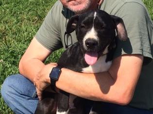 Boxador Dogs for adoption in Winchester, TN, USA
