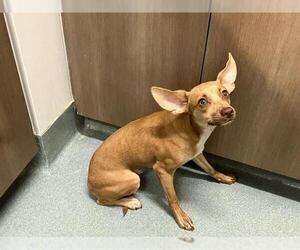 Chihuahua Dogs for adoption in Baytown, TX, USA