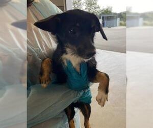 Chihuahua-Unknown Mix Dogs for adoption in San Martin, CA, USA