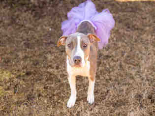 Medium Photo #1 American Pit Bull Terrier-Unknown Mix Puppy For Sale in Murfreesboro, TN, USA