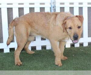 Lab'Aire Dogs for adoption in Modesto, CA, USA