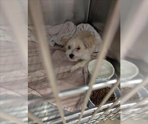Mutt Dogs for adoption in Upland, CA, USA