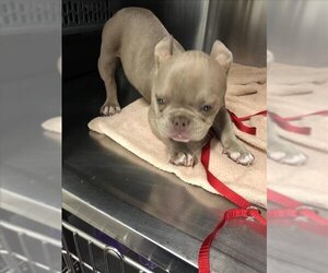 French Bulldog Dogs for adoption in Long Beach, CA, USA