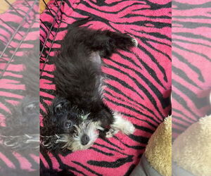 Mutt Dogs for adoption in Candler, NC, USA