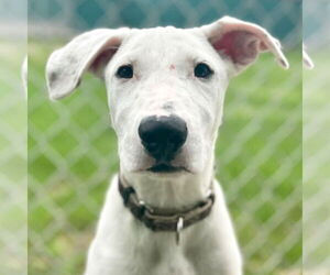 Bull Terrier-Unknown Mix Dogs for adoption in Jefferson, WI, USA