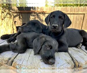 Labrador Retriever-Unknown Mix Dogs for adoption in Clovis, CA, USA