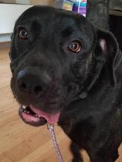 Mastador Dogs for adoption in Mission, KS, USA