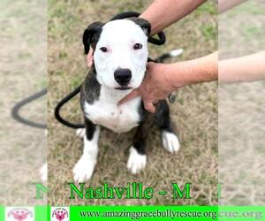 Bull-Boxer Dogs for adoption in Pensacola, FL, USA