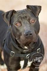Chinese Shar-Pei-Unknown Mix Dogs for adoption in Chandler, AZ, USA