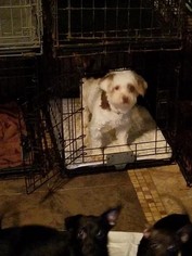 Havanese Dogs for adoption in Alexandria, KY, USA
