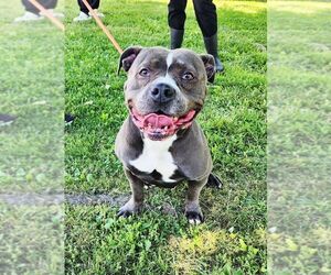 American Staffordshire Terrier Dogs for adoption in Perth Amboy, NJ, USA