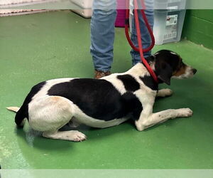 Mutt Dogs for adoption in Rustburg, VA, USA