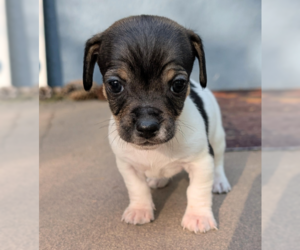 Chihuahua-Unknown Mix Dogs for adoption in Brooklyn Center, MN, USA