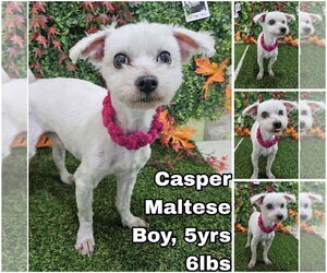 Maltese Dogs for adoption in Seattle, WA, USA