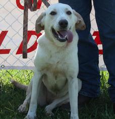 Labrador Retriever Dogs for adoption in Columbia, LA, USA