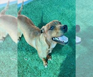 Redbone Coonhound Dogs for adoption in Baytown, TX, USA