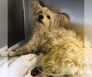 Poodle (Miniature)-Unknown Mix Dogs for adoption in San Antonio, TX, USA