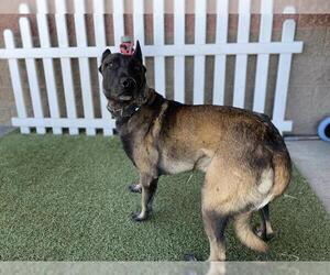 Mutt Dogs for adoption in Modesto, CA, USA