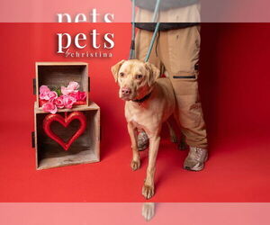 Mutt Dogs for adoption in Foristell, MO, USA