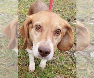 Beagle Dogs for adoption in Batavia, OH, USA