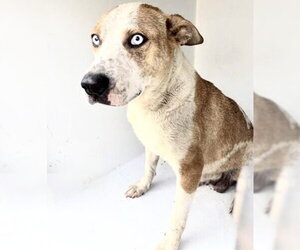 Mutt Dogs for adoption in Houston, TX, USA