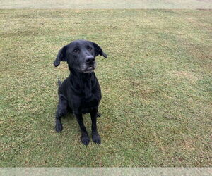 Labrador Retriever Dogs for adoption in Grovetown, GA, USA