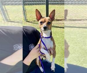 Chihuahua-Unknown Mix Dogs for adoption in Pasadena, TX, USA