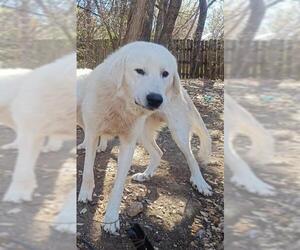 Great Pyrenees-Unknown Mix Dogs for adoption in San Antonio, TX, USA