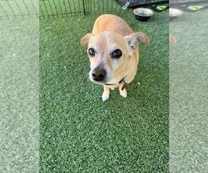 Chihuahua-Unknown Mix Dogs for adoption in Tempe , AZ, USA
