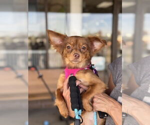 Chihuahua-Unknown Mix Dogs for adoption in Mundelein, IL, USA
