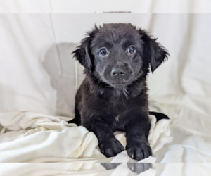 Chiweenie Dogs for adoption in Fresno, CA, USA