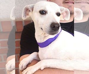 Labrador Retriever-Unknown Mix Dogs for adoption in Carrollton, TX, USA