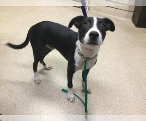 Labrador Retriever-Unknown Mix Dogs for adoption in Riverside, CA, USA