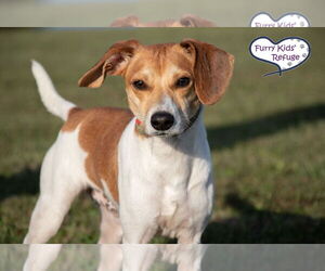 Jack-A-Bee Dogs for adoption in Lee's Summit, MO, USA