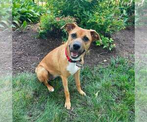 Carolina Dog-Unknown Mix Dogs for adoption in New Oxford , PA, USA