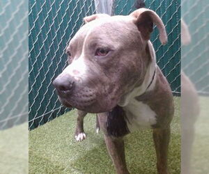 American Pit Bull Terrier Dogs for adoption in Downey, CA, USA